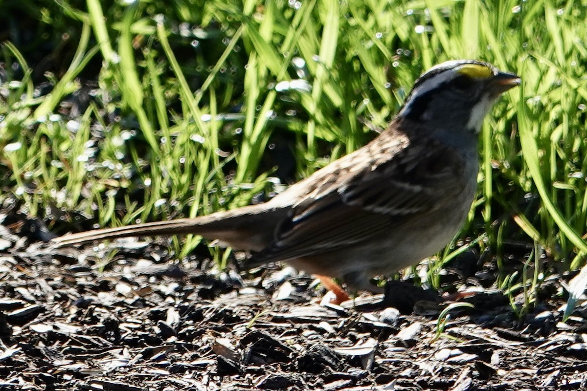 White-throated Sparrow - judy shimm