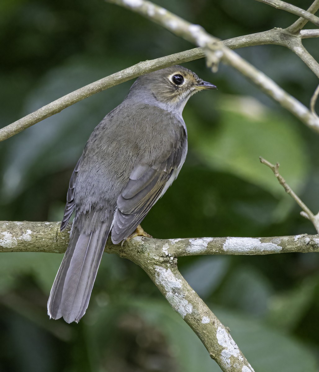 Cuban Solitaire - Phil Riebel