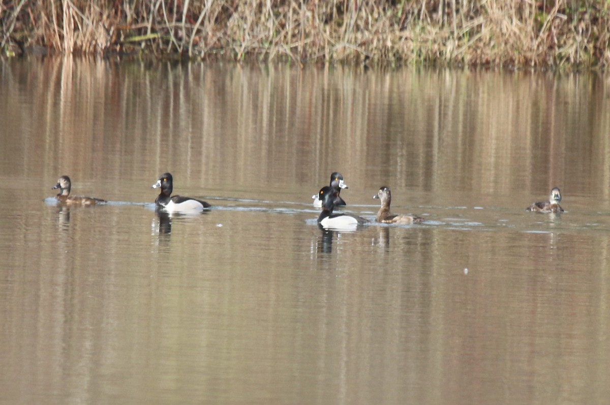 Ring-necked Duck - Joan and/or George Sims
