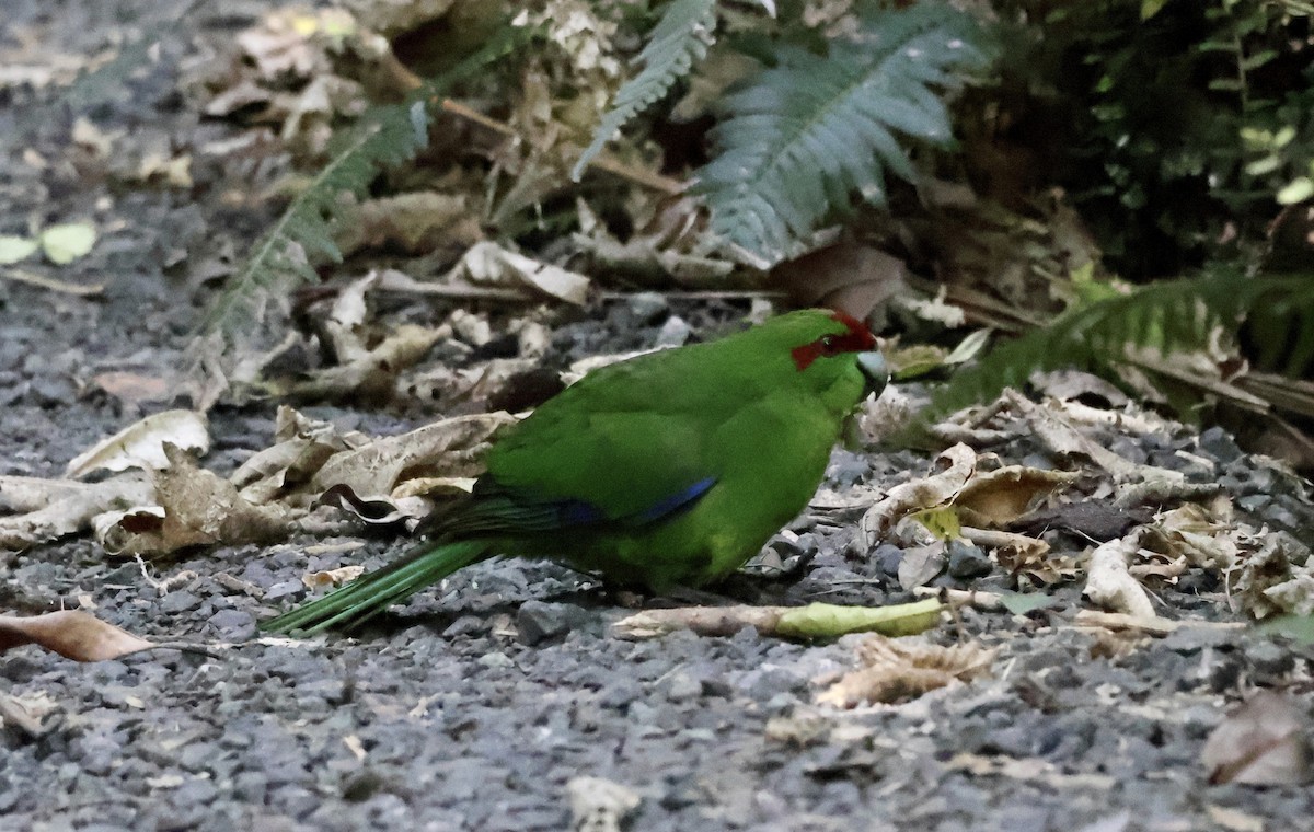 Red-crowned Parakeet - ML617528953