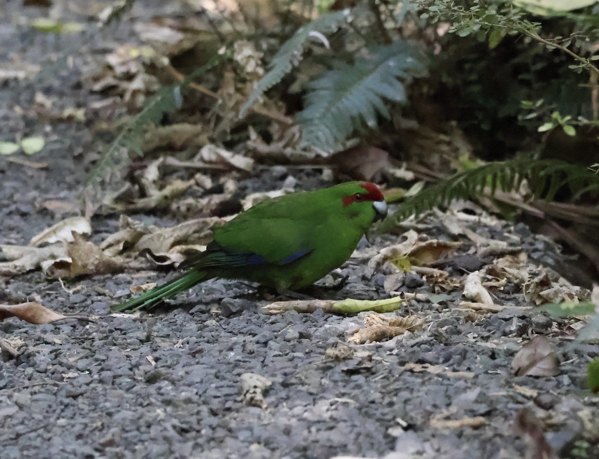 Red-crowned Parakeet - Anonymous