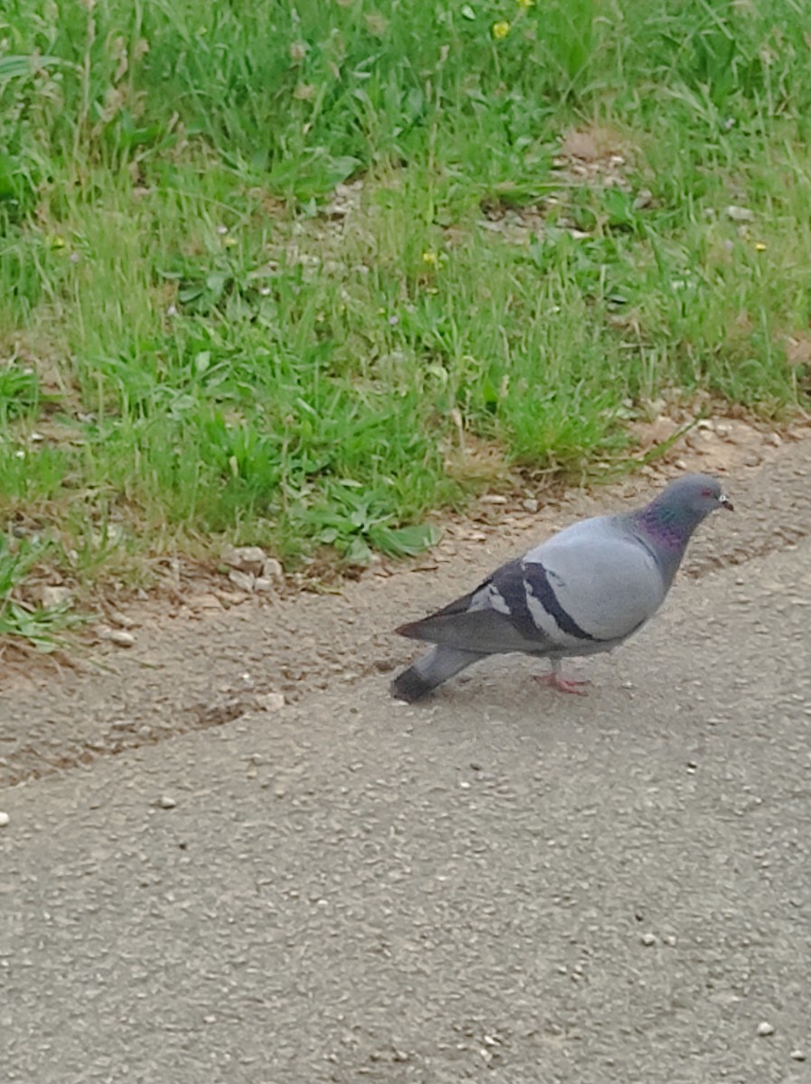 Rock Pigeon (Feral Pigeon) - ML617528972