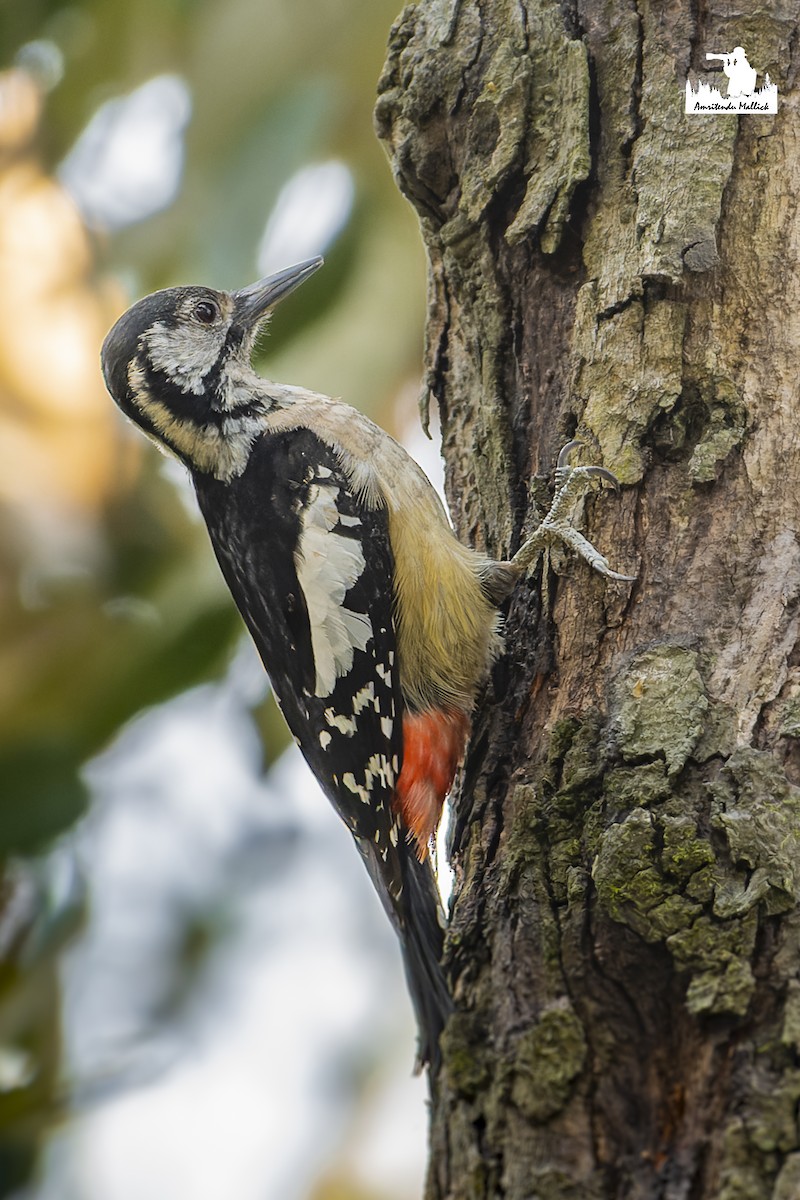Himalayan Woodpecker - ML617529023