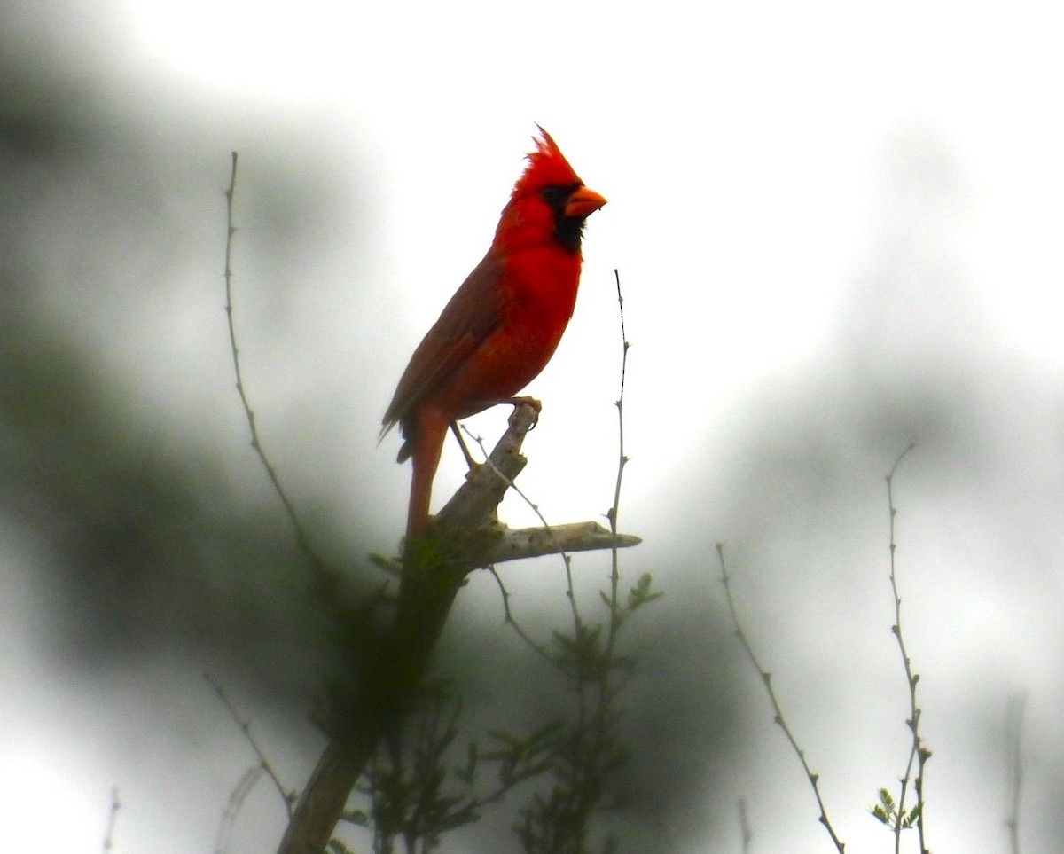 Northern Cardinal - Ellen Tipping