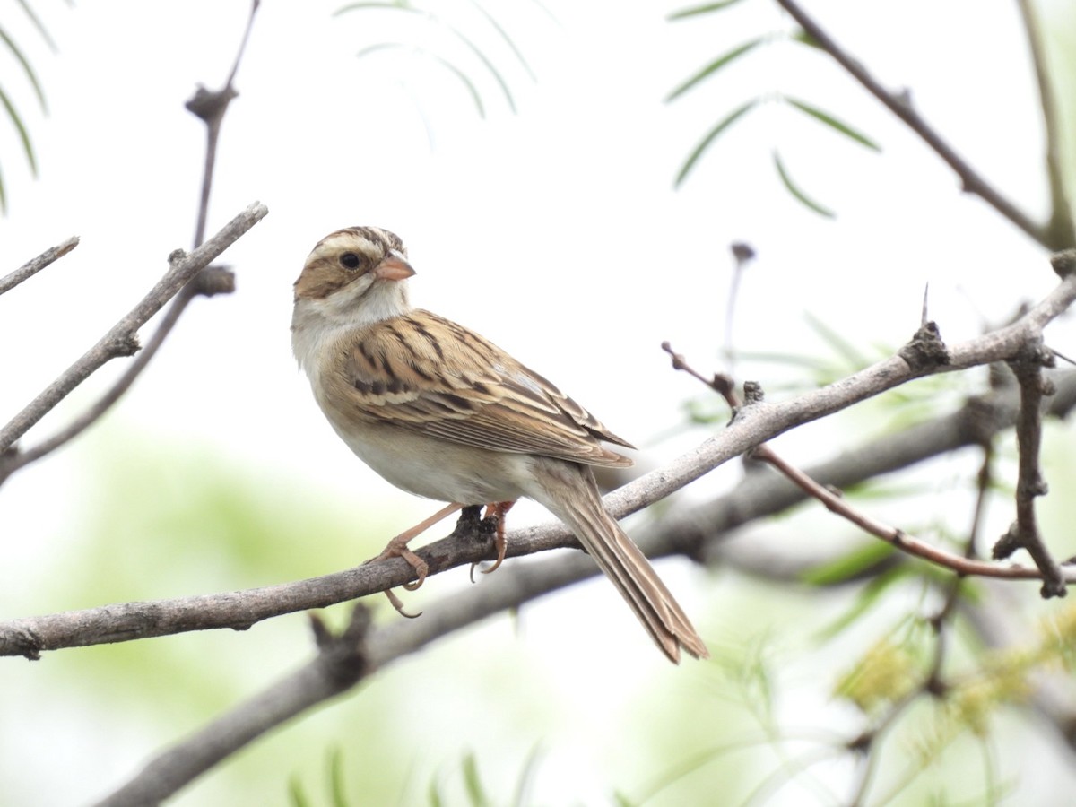Clay-colored Sparrow - Christopher Daniels