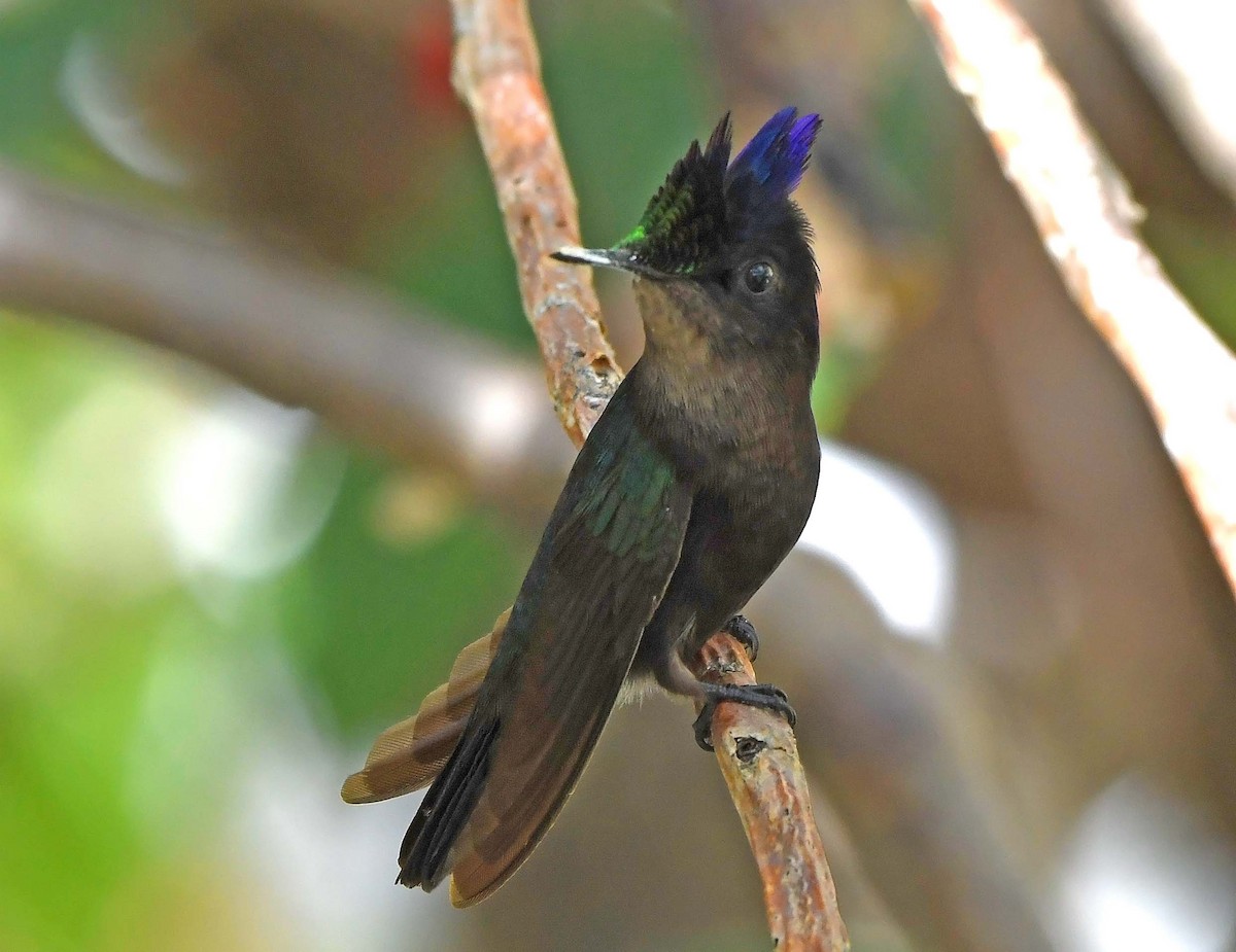 Antillean Crested Hummingbird - ML617529089