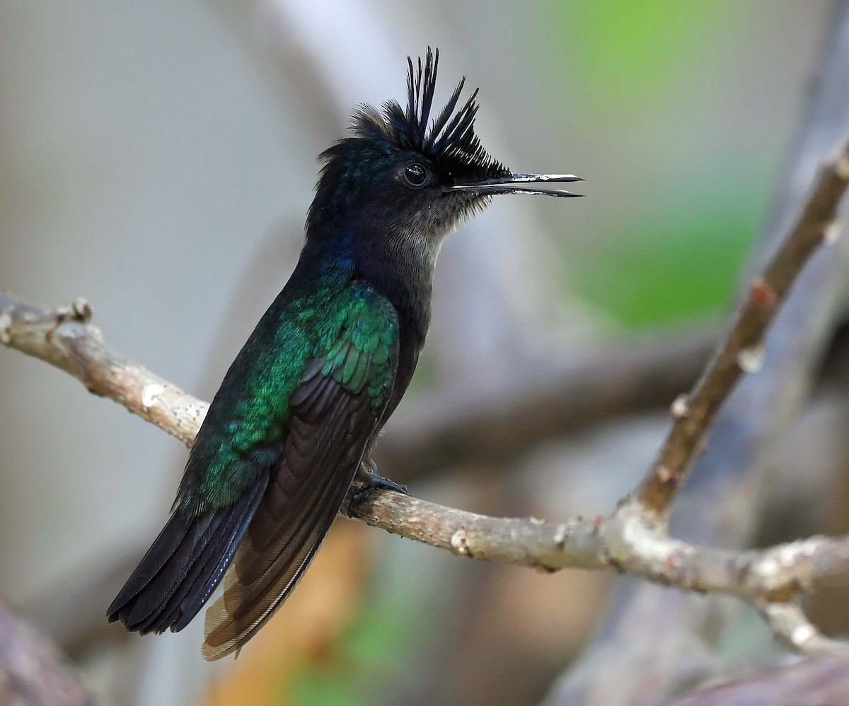 Antillean Crested Hummingbird - ML617529098
