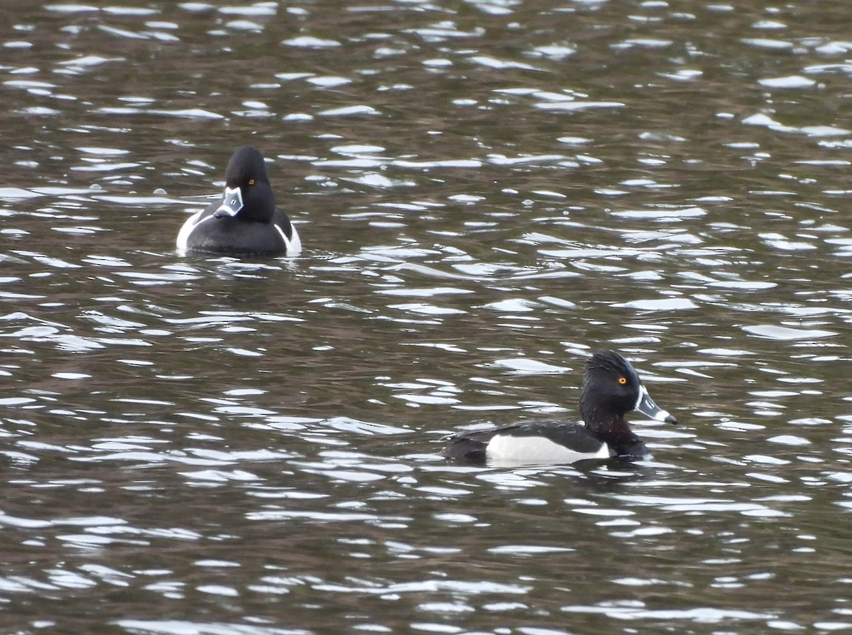 Ring-necked Duck - Theckla Sawicki