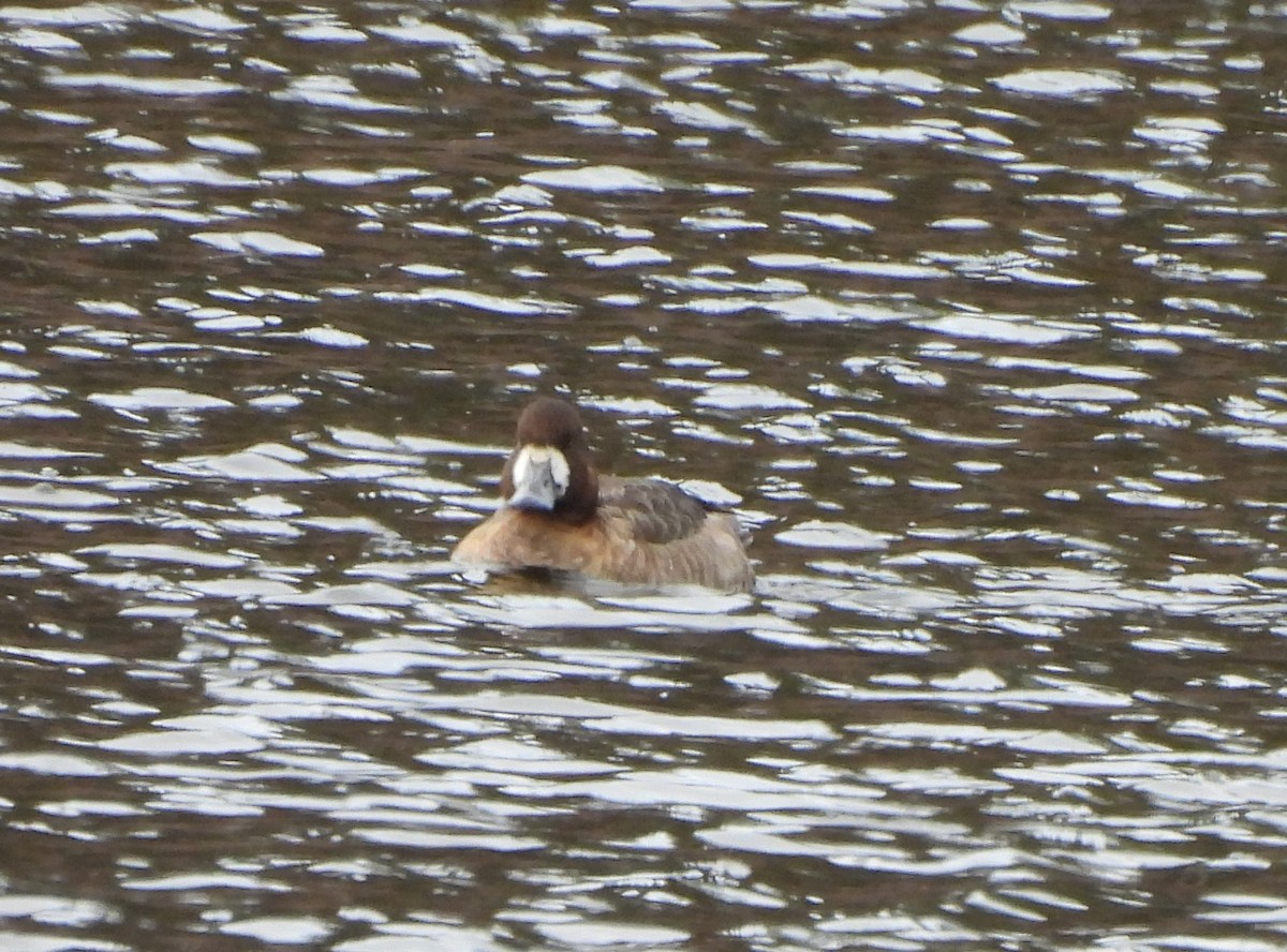 Ring-necked Duck - Theckla Sawicki
