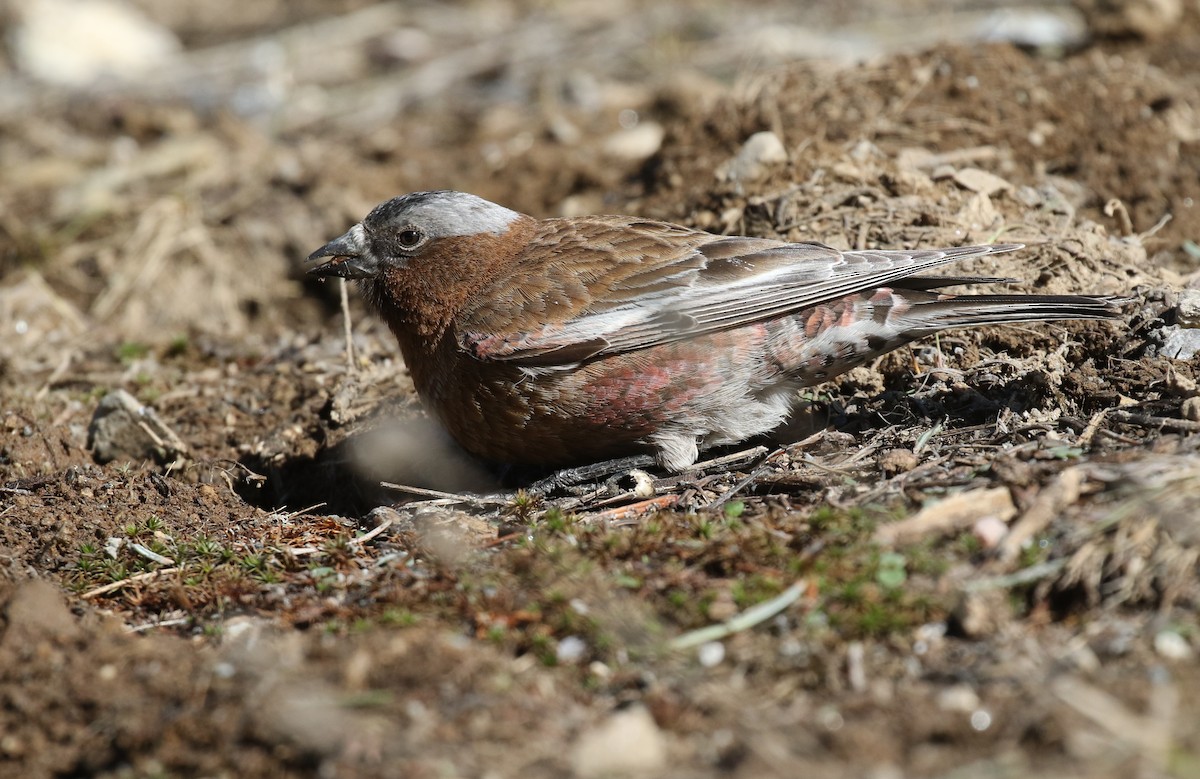 Gray-crowned Rosy-Finch (Gray-crowned) - Michael Woodruff