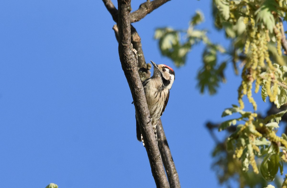 Lesser Spotted Woodpecker - ML617529231