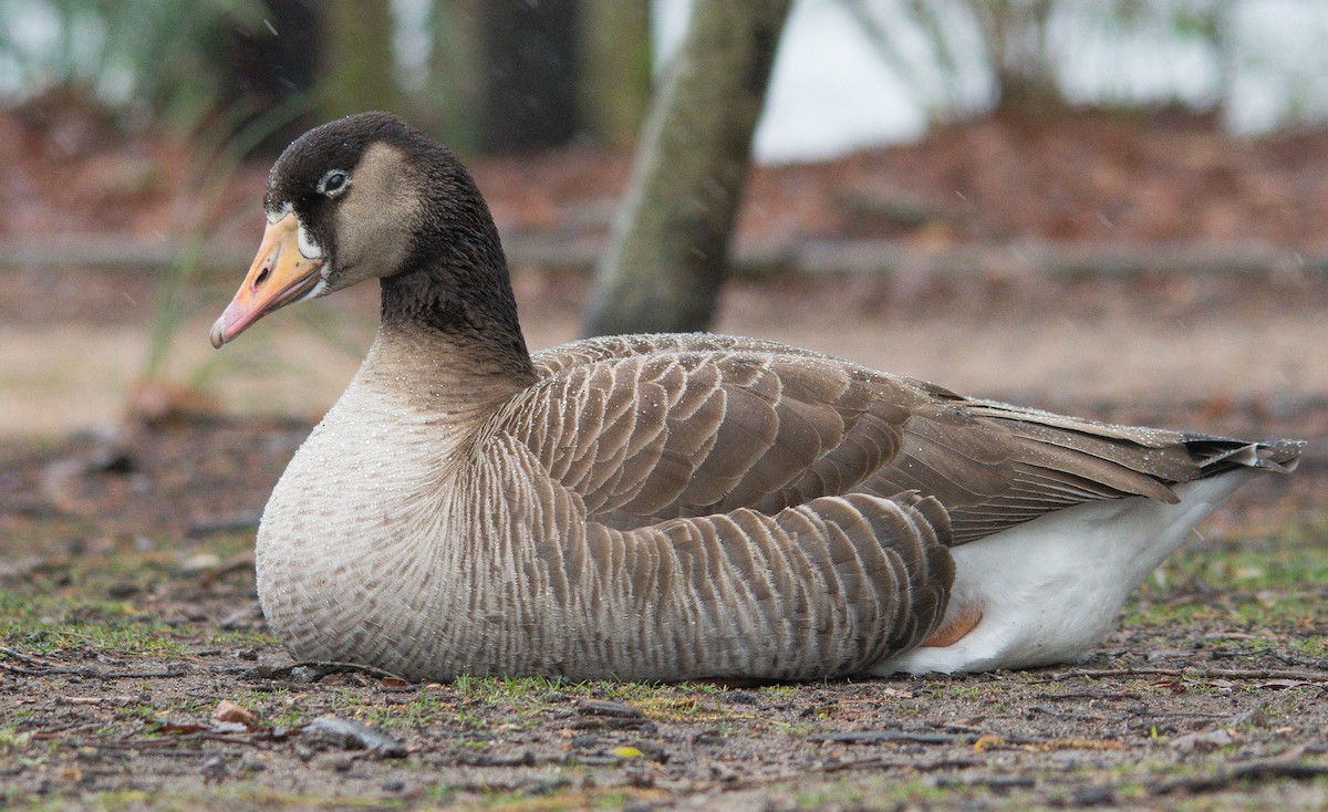 Greater White-fronted x Canada Goose (hybrid) - ML617529258