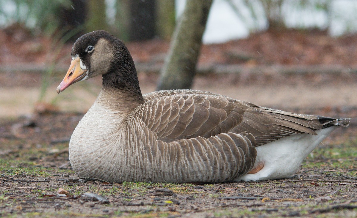 Greater White fronted x Canada Goose hybrid eBird