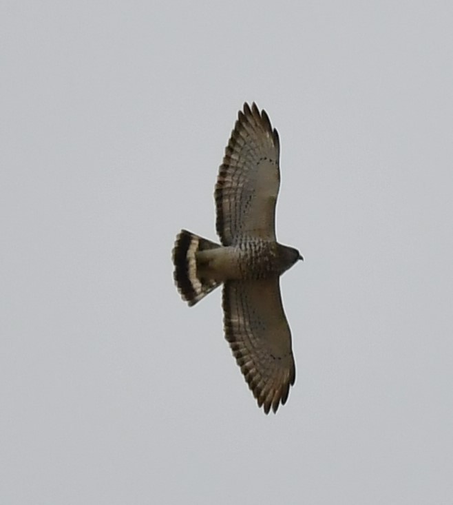 Broad-winged Hawk - Britt Dalbec