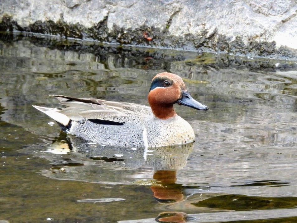 Green-winged Teal - ML617529328