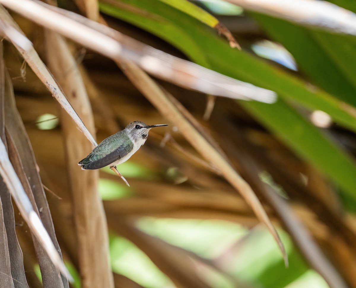 Anna's Hummingbird - ML617529330