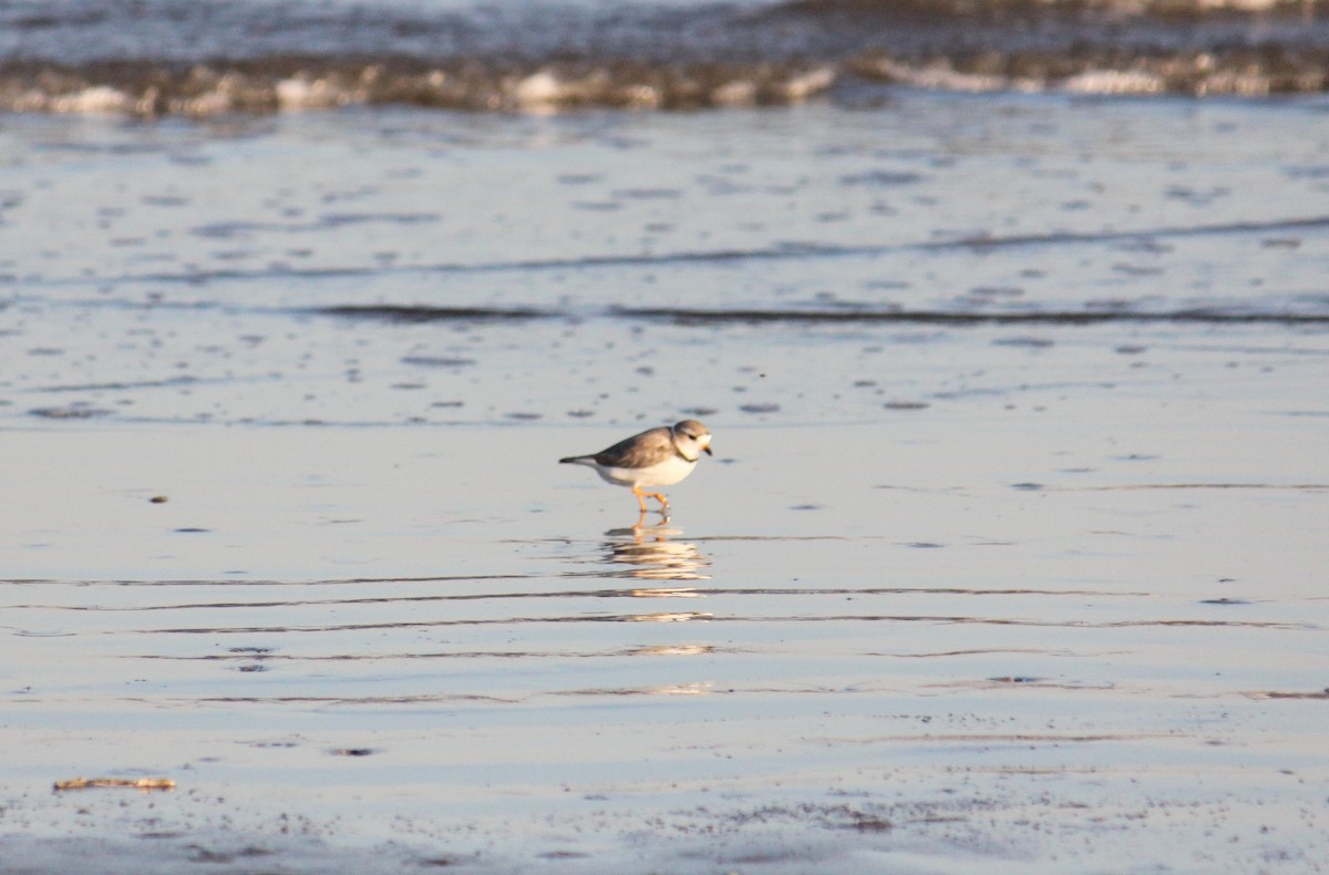 Semipalmated Plover - Rohit Agarwal