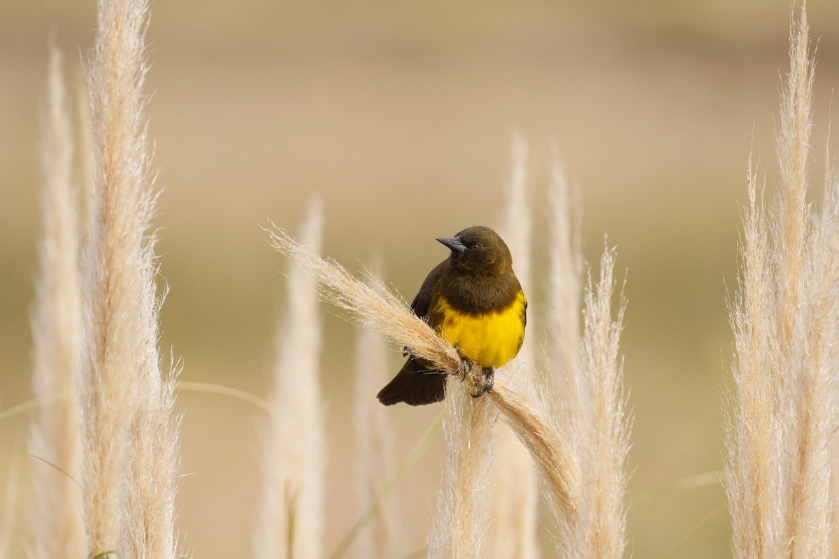 Brown-and-yellow Marshbird - ML617529336