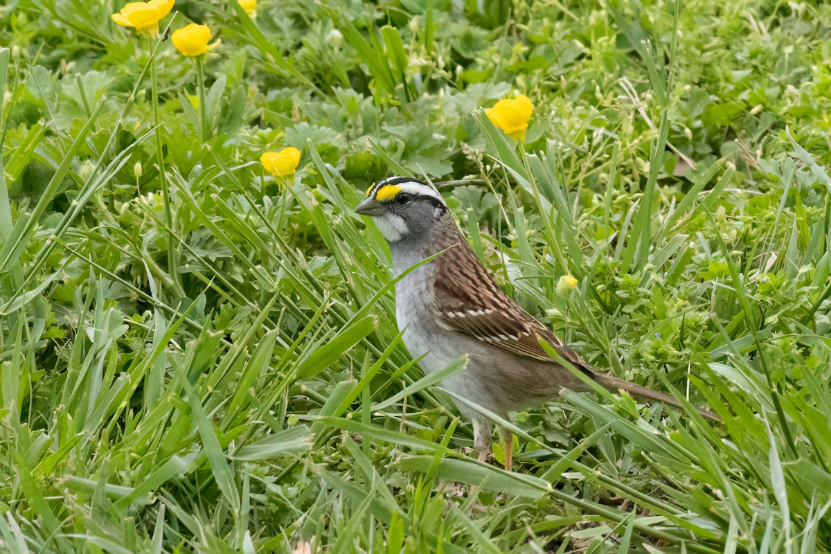 White-throated Sparrow - Evelyn Ralston