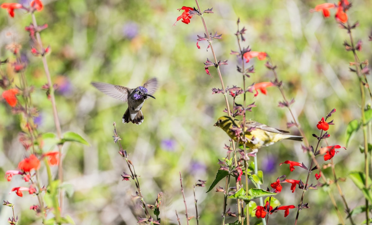 Costa's Hummingbird - Leah Turner