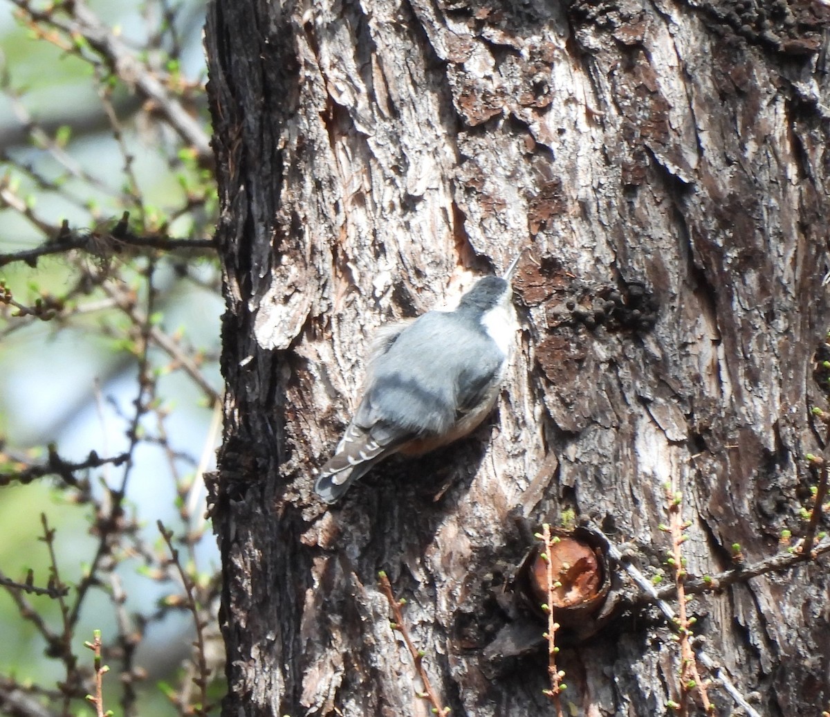 White-breasted Nuthatch - ML617529354