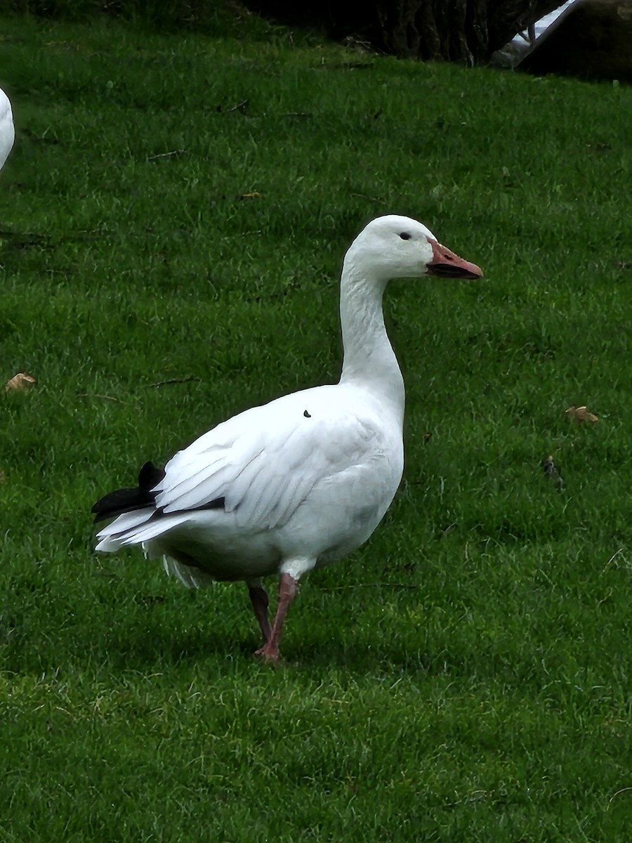 Snow Goose - ML617529552