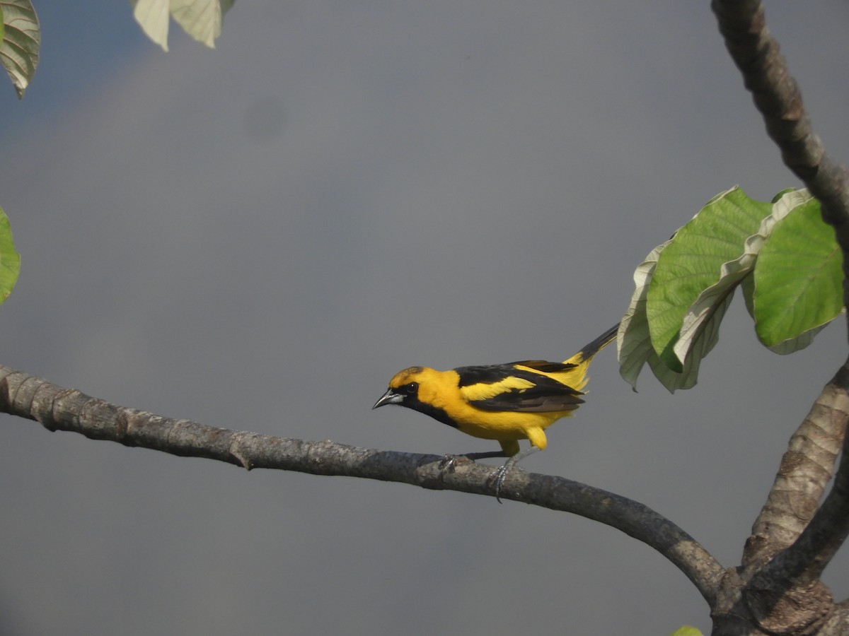 Yellow-tailed Oriole - ML617529596