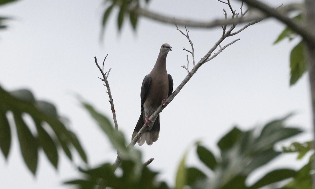 Ring-tailed Pigeon - ML617529605