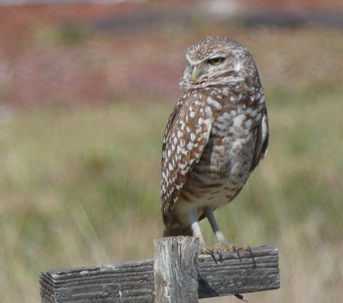 Burrowing Owl (Florida) - Matt Peppe