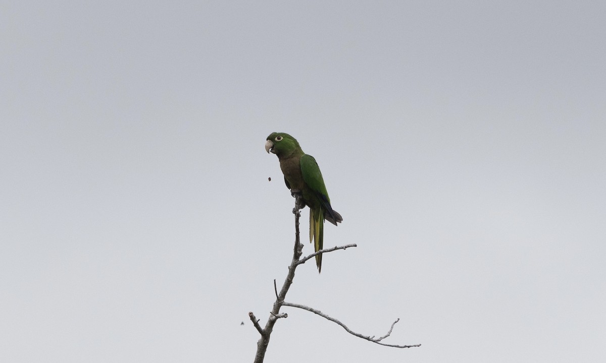Olive-throated Parakeet (Jamaican) - ML617529626