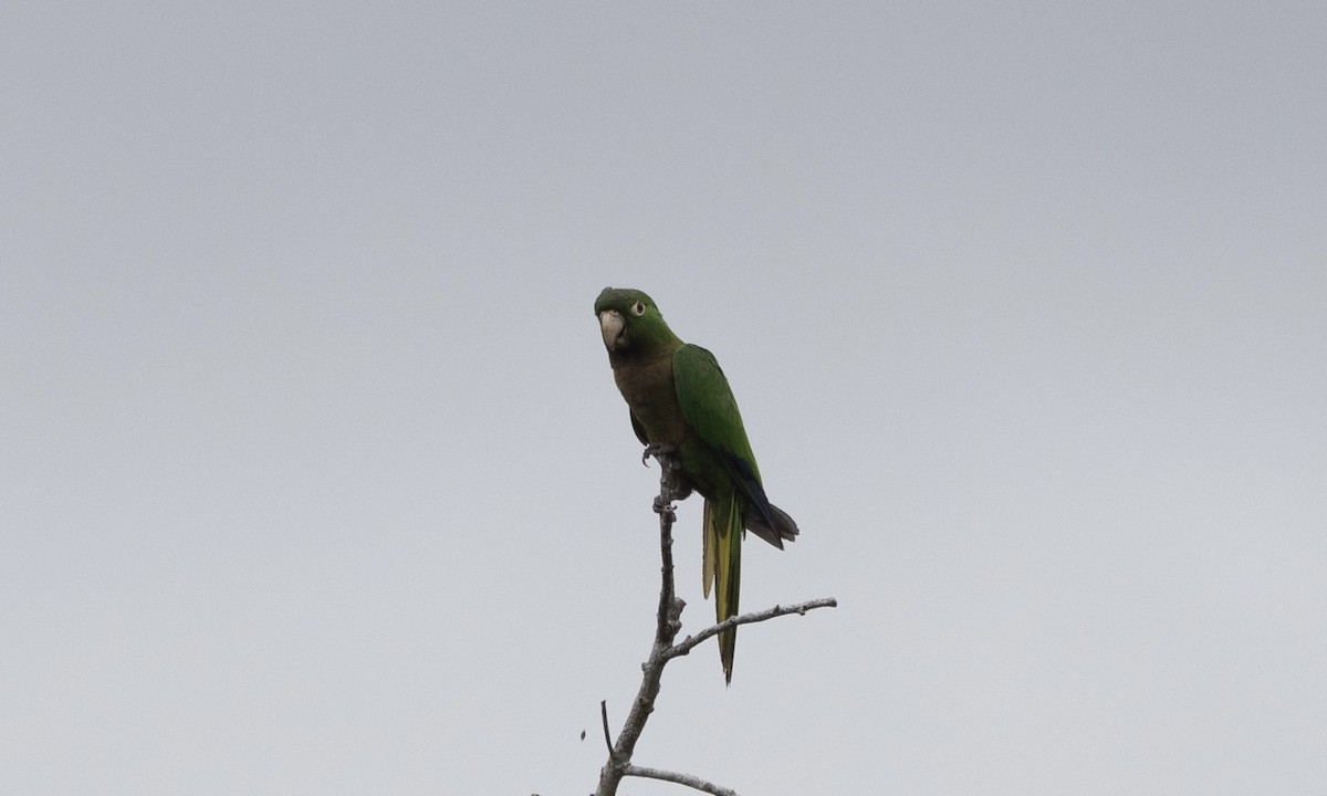 Olive-throated Parakeet (Jamaican) - Ben Loehnen