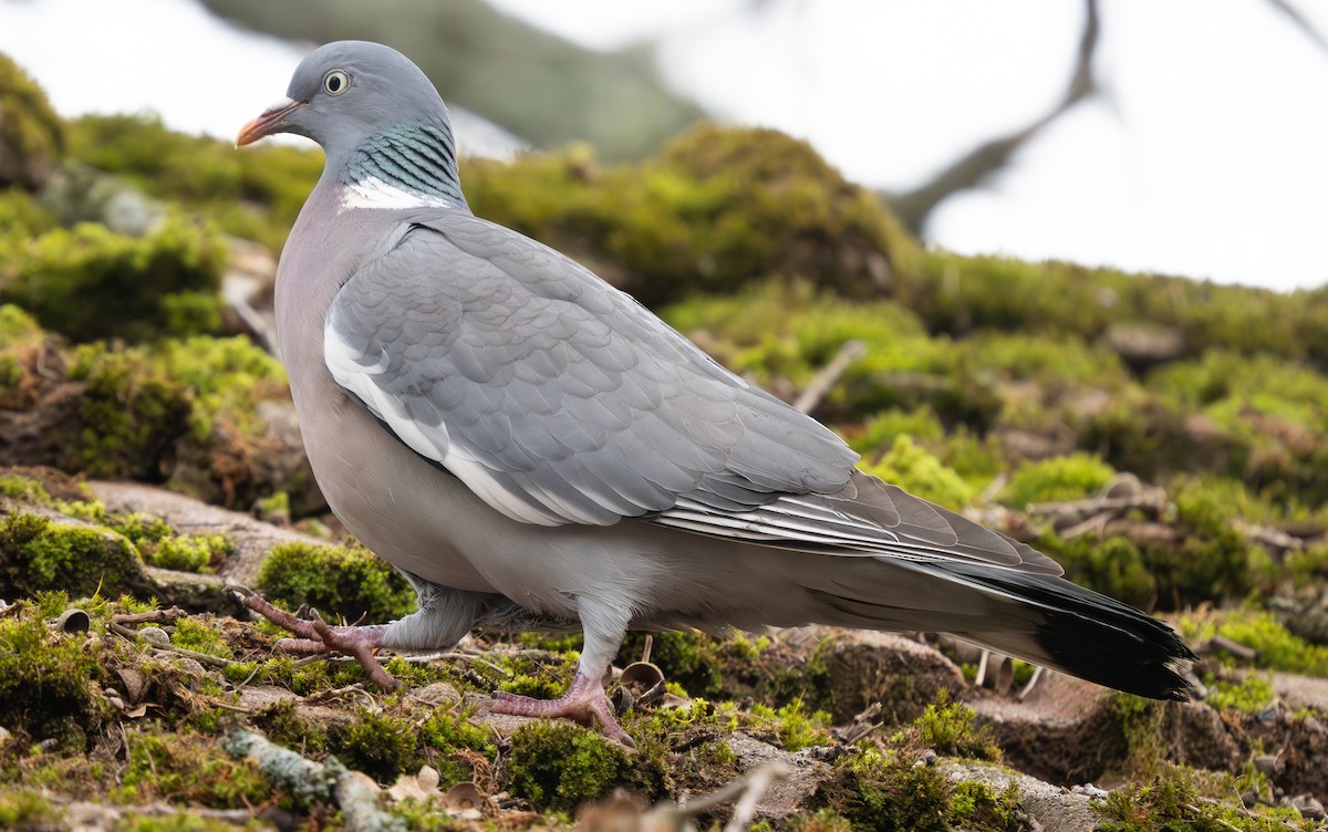 Common Wood-Pigeon - Arto Keskinen