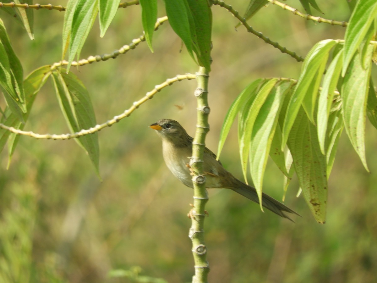 Wedge-tailed Grass-Finch - ML617529669