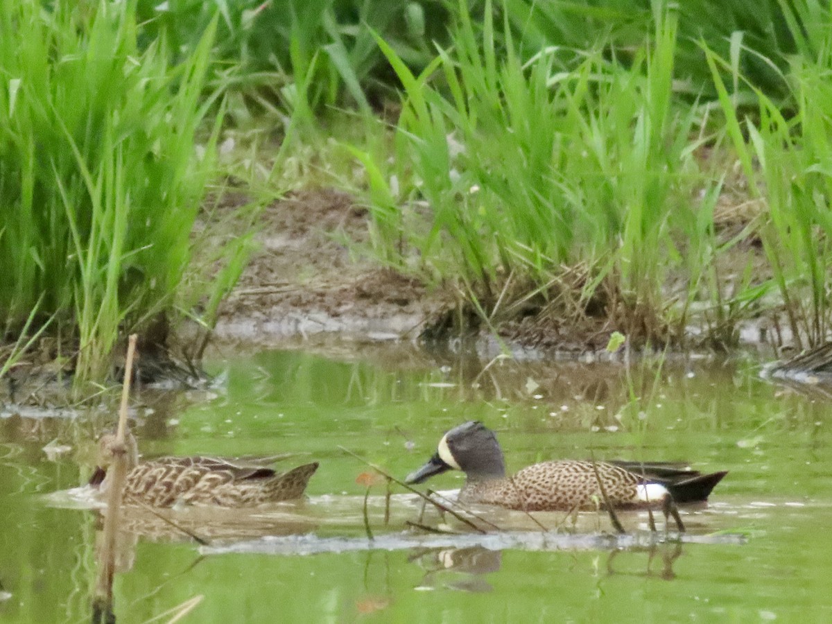 Blue-winged Teal - ML617529738