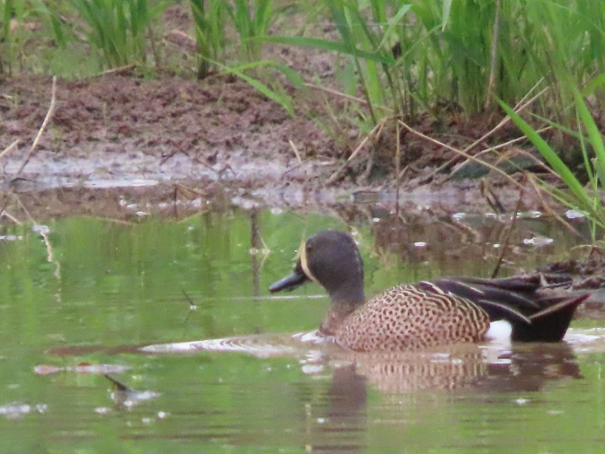 Blue-winged Teal - ML617529739