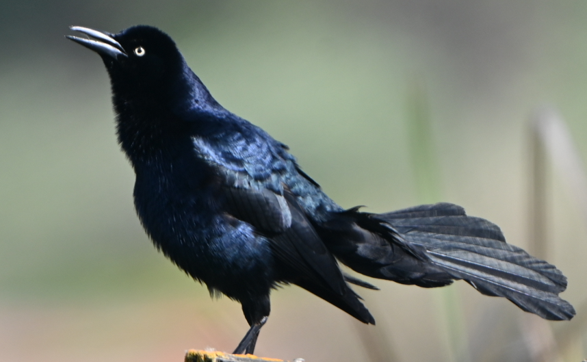 Great-tailed Grackle - ML617529758
