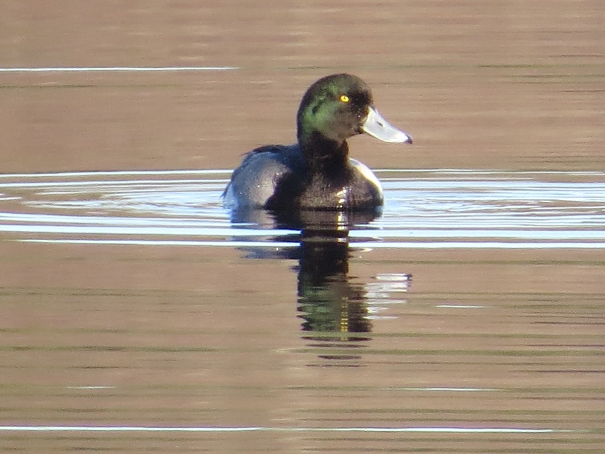 Greater Scaup - ML617529767