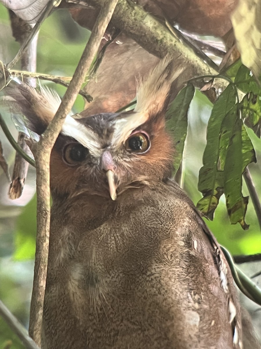 Crested Owl - ML617529777