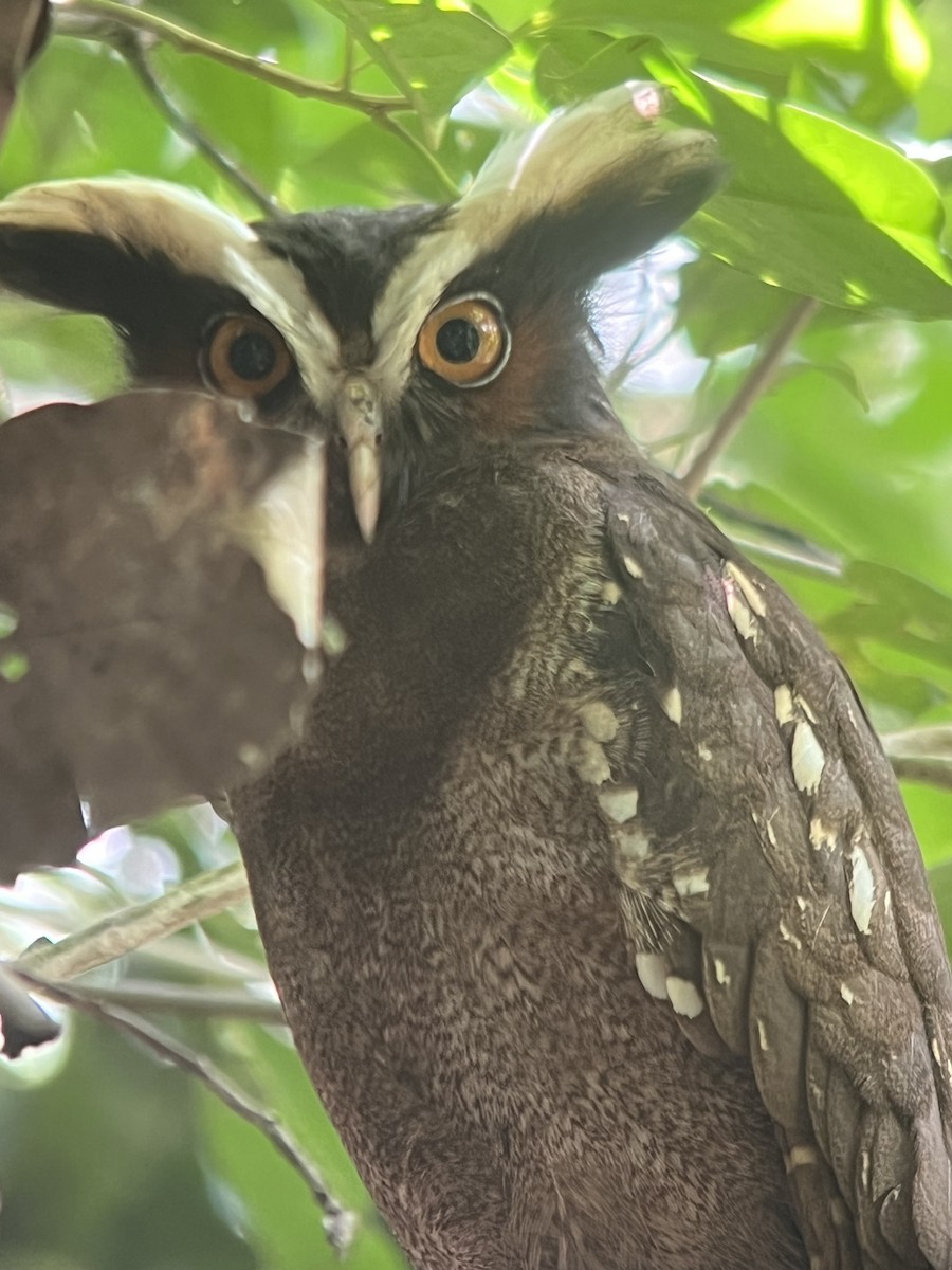 Crested Owl - ML617529778