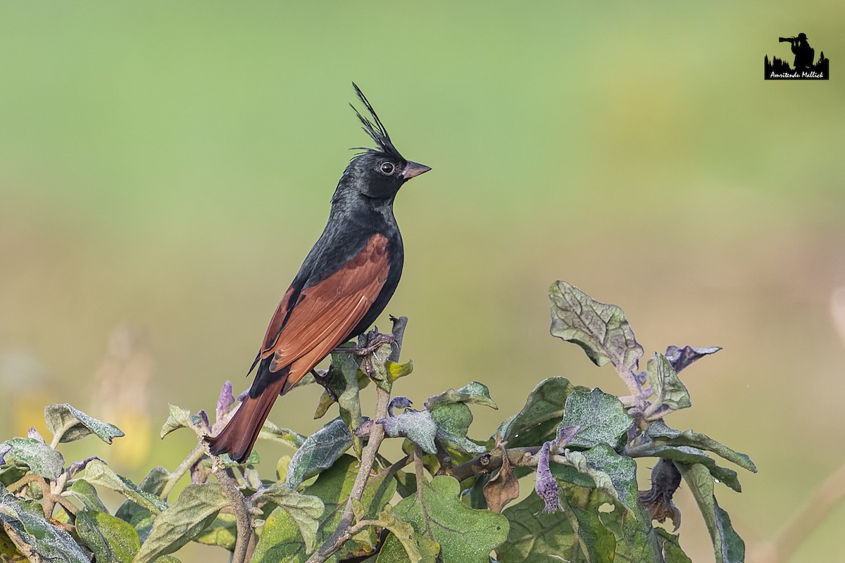 Crested Bunting - ML617529871