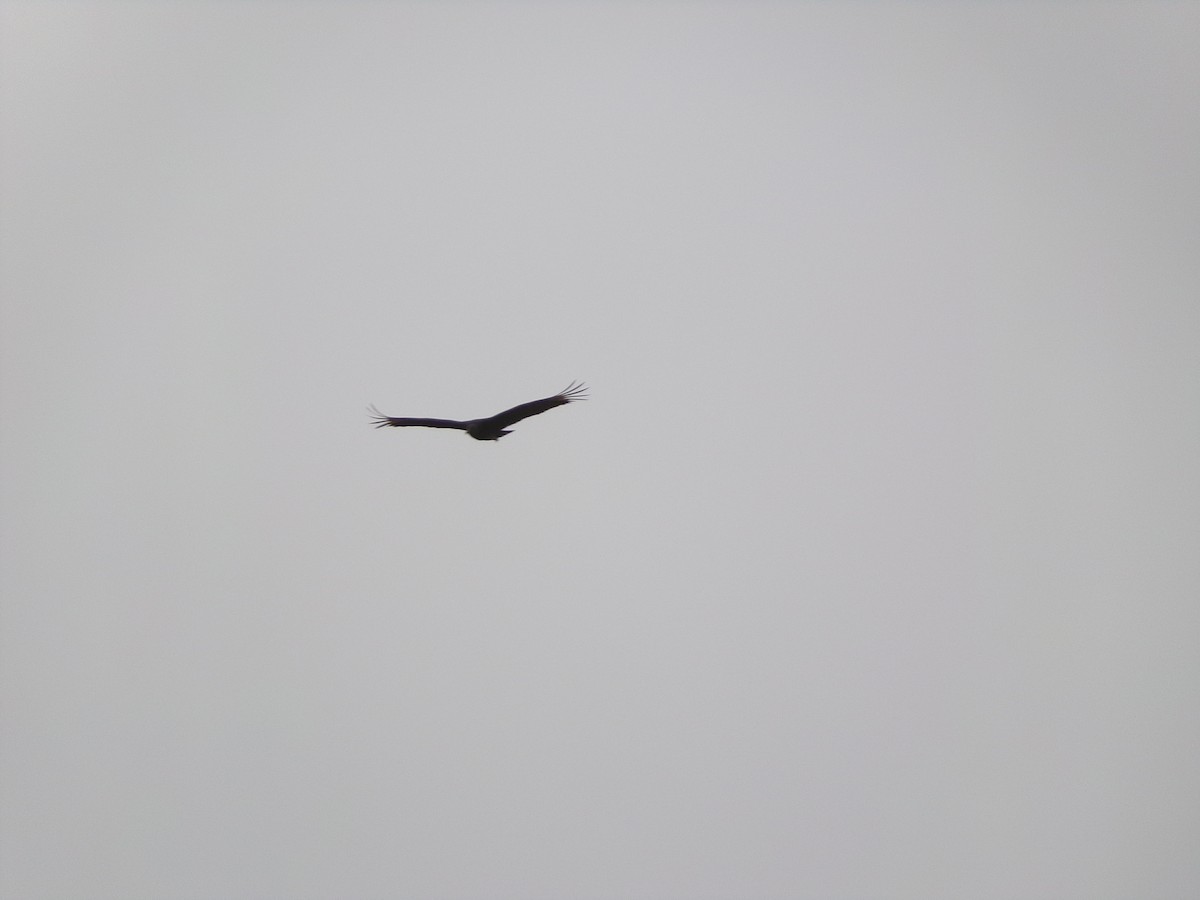 Black Vulture - ML617529898