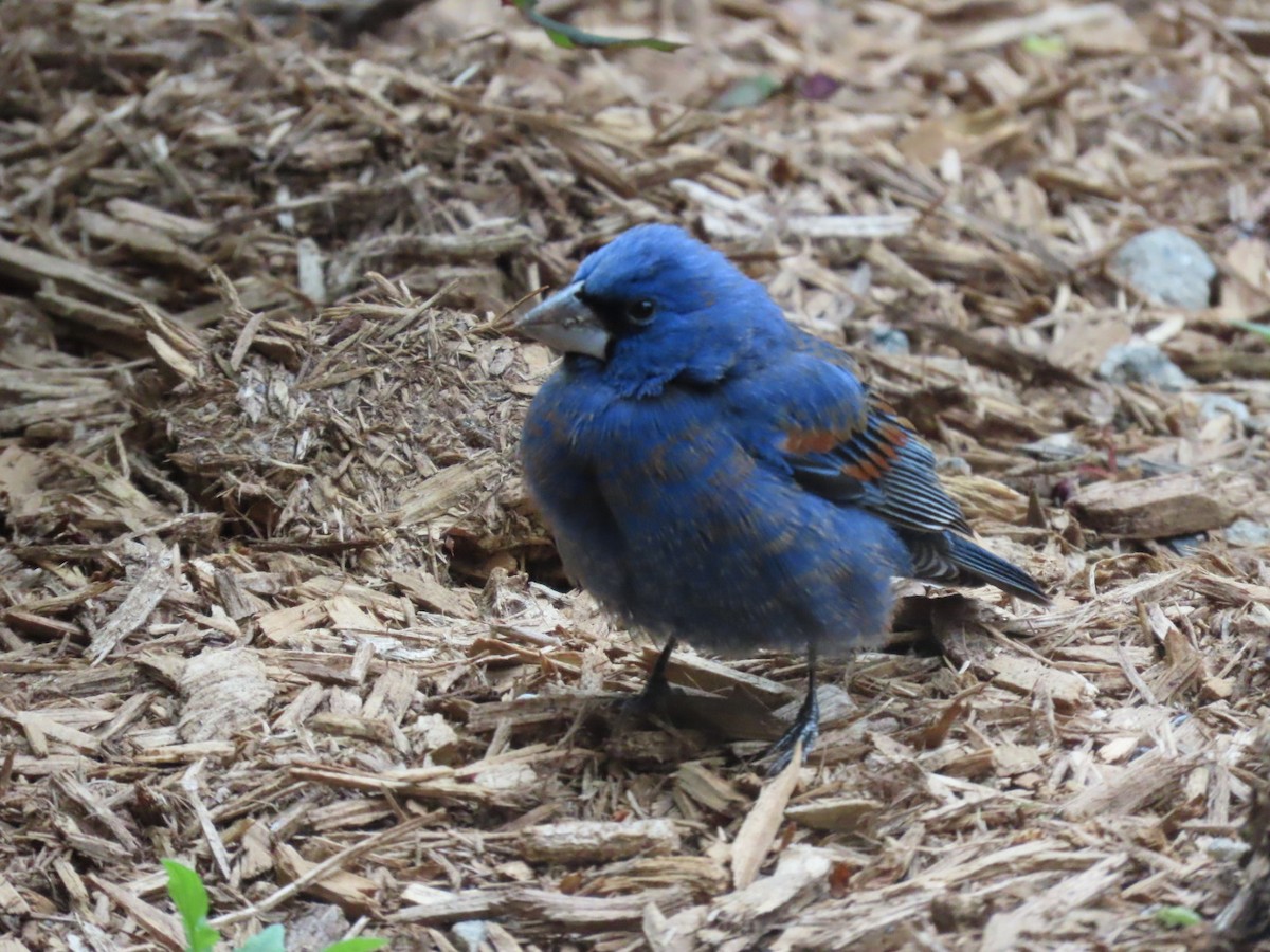 eBird Checklist - 17 Apr 2024 - 40 First Ave, New York US-NY 40.72438 ...