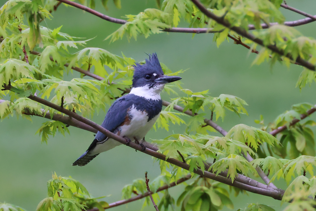 Belted Kingfisher - ML617529921