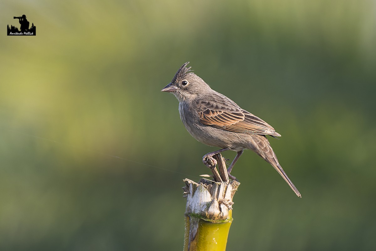 Crested Bunting - ML617529926