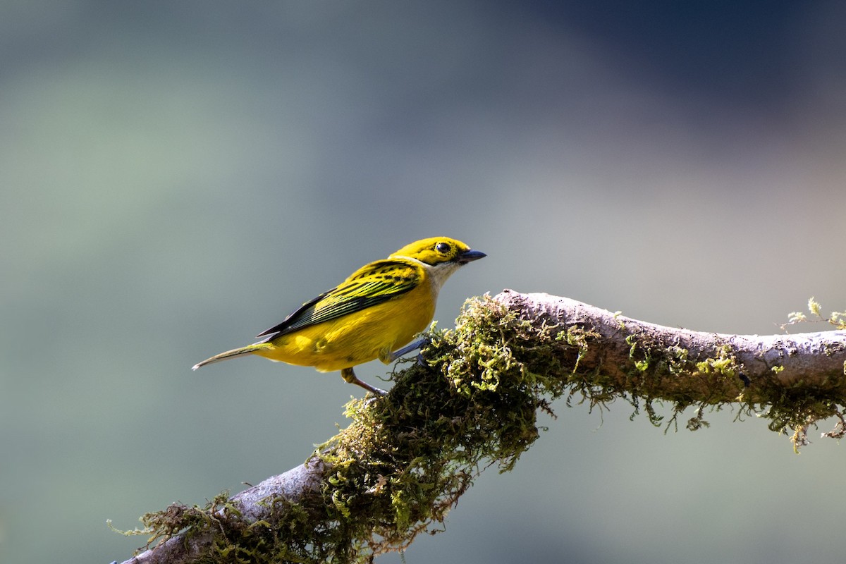 Silver-throated Tanager - ML617529941