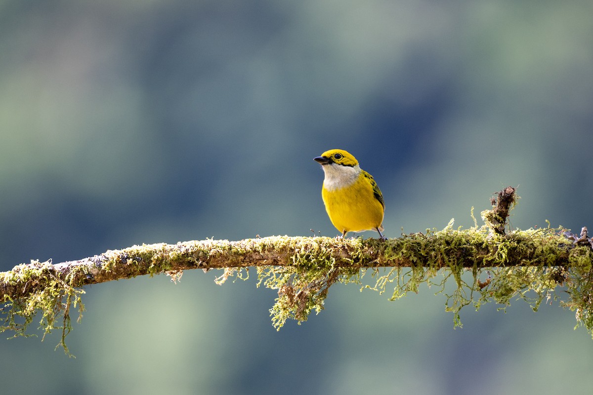 Silver-throated Tanager - ML617529942