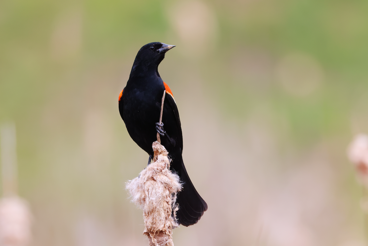 Red-winged Blackbird (Red-winged) - ML617529968