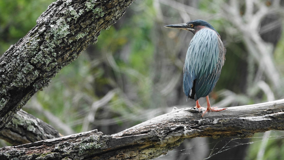 Green Heron - Barry Day
