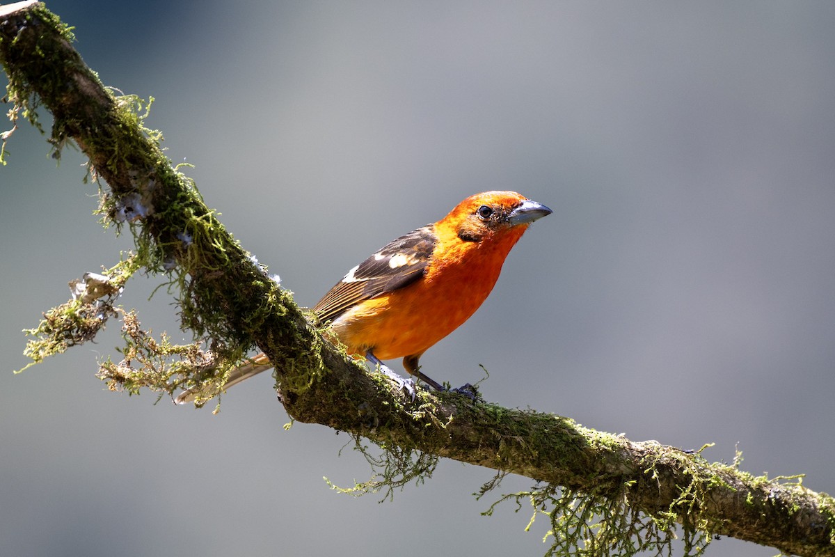 Flame-colored Tanager - ML617530014
