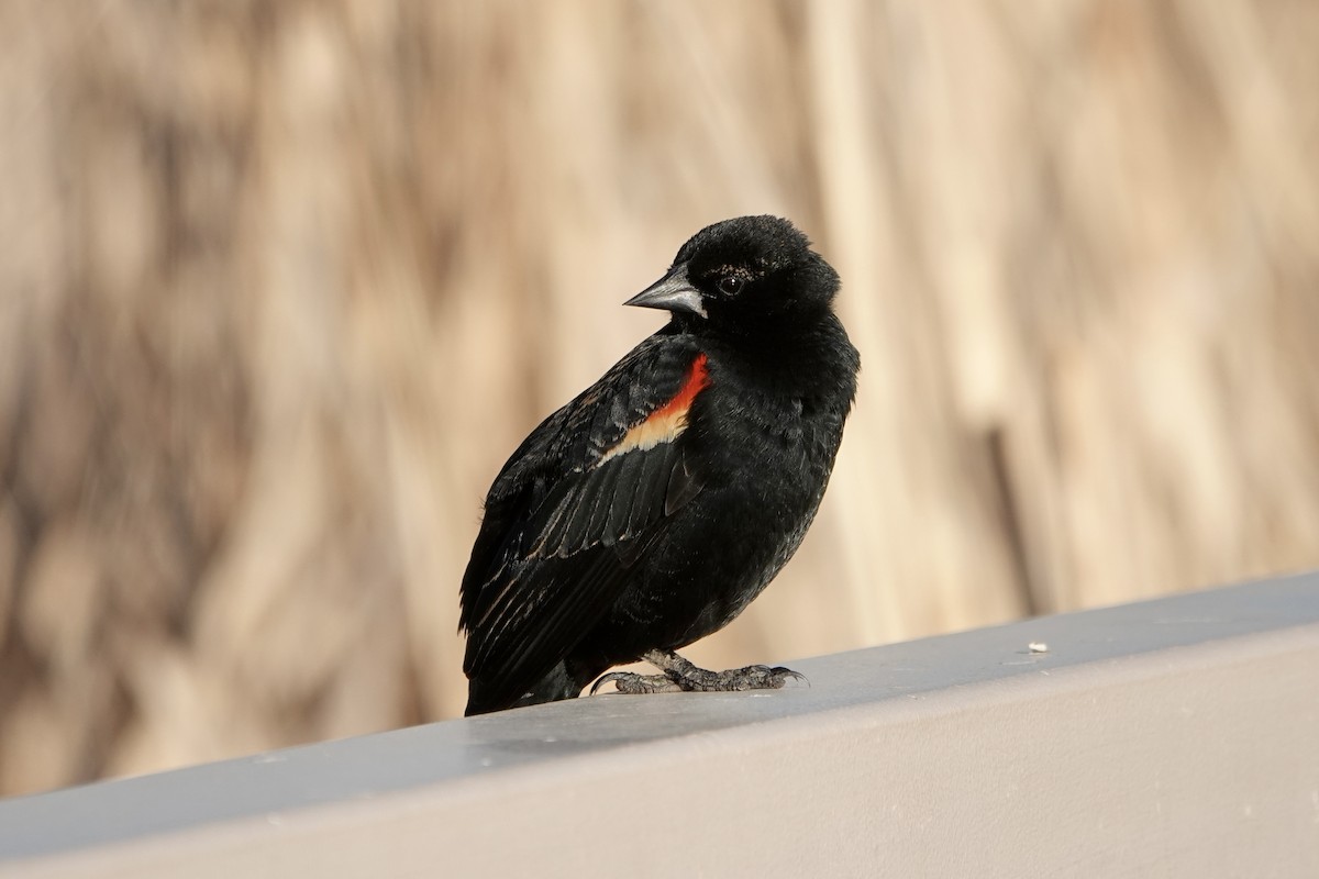 Red-winged Blackbird - ML617530126